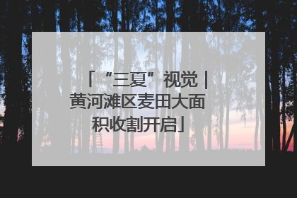 “三夏”视觉｜黄河滩区麦田大面积收割开启