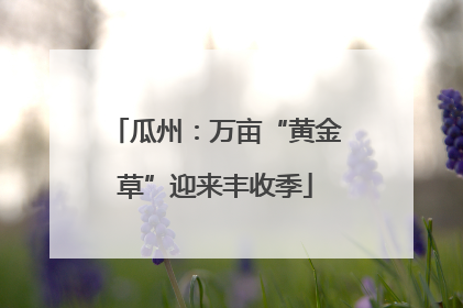 瓜州：万亩“黄金草”迎来丰收季