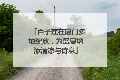 百子莲在厦门多地绽放，为盛夏增添清凉与诗意
