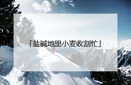 盐碱地里小麦收割忙
