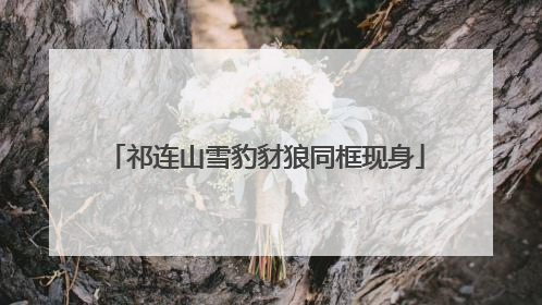 祁连山雪豹豺狼同框现身