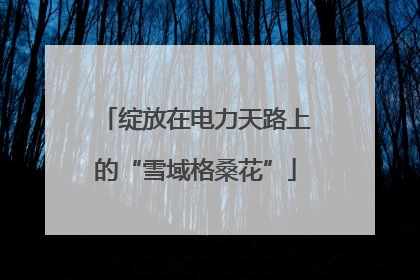 绽放在电力天路上的“雪域格桑花”