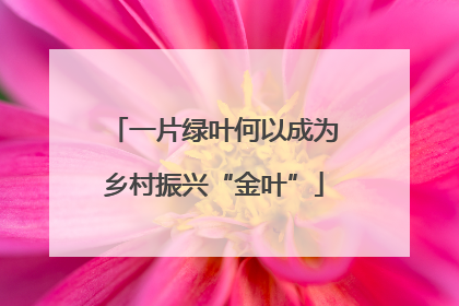一片绿叶何以成为乡村振兴“金叶”