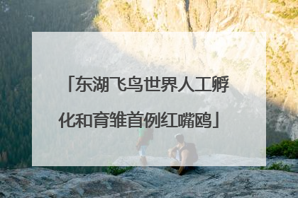 东湖飞鸟世界人工孵化和育雏首例红嘴鸥