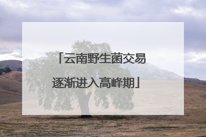 云南野生菌交易逐渐进入高峰期