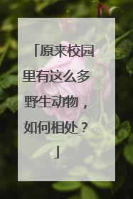 原来校园里有这么多野生动物，如何相处？