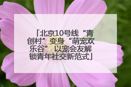 北京10号线“青创村”变身“萌宠欢乐谷” 以宠会友解锁青年社交新范式