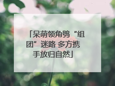 呆萌领角鸮“组团”迷路 多方携手放归自然