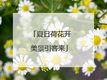 夏日荷花开 美景引客来