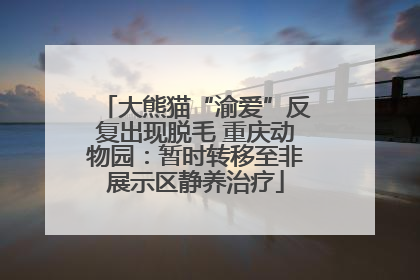 大熊猫“渝爱”反复出现脱毛 重庆动物园：暂时转移至非展示区静养治疗