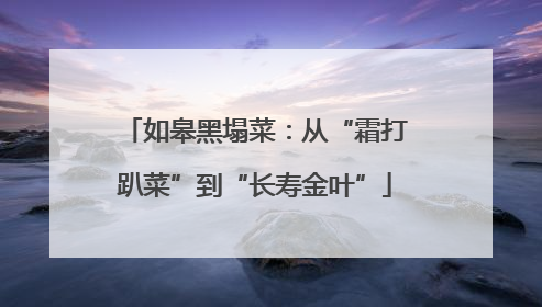 如皋黑塌菜：从“霜打趴菜”到“长寿金叶”