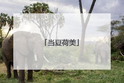 当夏荷美