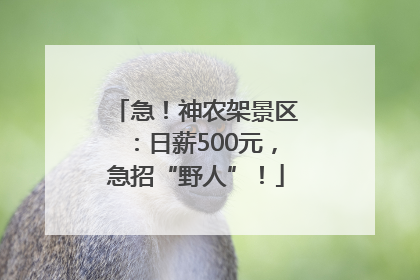 急！神农架景区：日薪500元，急招“野人”！
