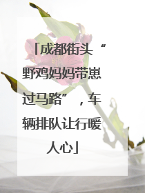 成都街头“野鸡妈妈带崽过马路”，车辆排队让行暖人心