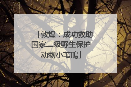 敦煌：成功救助国家二级野生保护动物小苇鳽