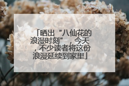 晒出“八仙花的浪漫时刻”，今天，不少读者将这份浪漫延续到家里
