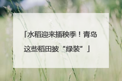 水稻迎来插秧季！青岛这些稻田披“绿装”