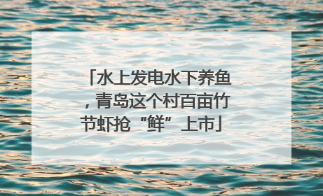 水上发电水下养鱼，青岛这个村百亩竹节虾抢“鲜”上市
