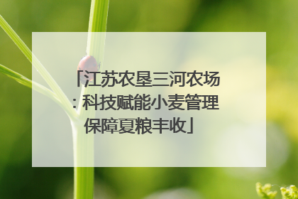 江苏农垦三河农场：科技赋能小麦管理保障夏粮丰收
