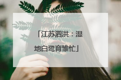 江苏泗洪：湿地白鹭育雏忙