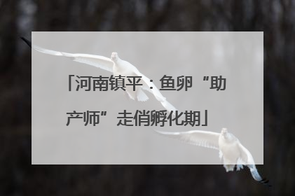 河南镇平：鱼卵“助产师”走俏孵化期