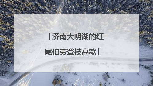 济南大明湖的红尾伯劳登枝高歌