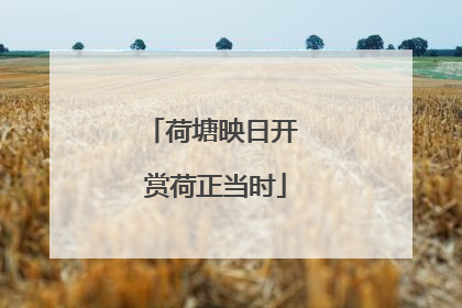荷塘映日开 赏荷正当时