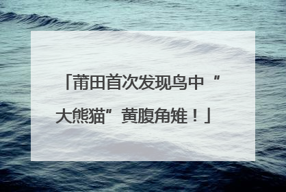 莆田首次发现鸟中“大熊猫”黄腹角雉！