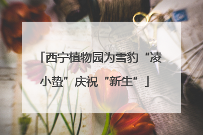 西宁植物园为雪豹“凌小蛰”庆祝“新生”