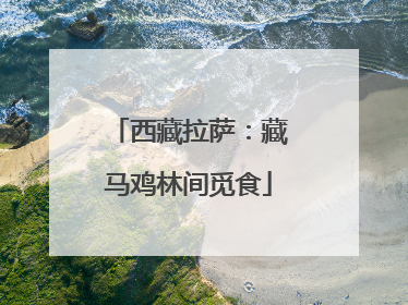 西藏拉萨：藏马鸡林间觅食