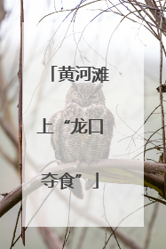 黄河滩上“龙口夺食”