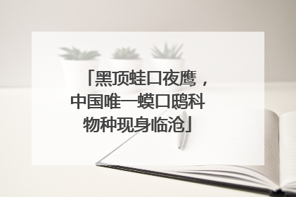 黑顶蛙口夜鹰，中国唯一蟆口鸱科物种现身临沧