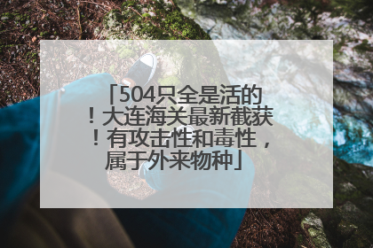504只全是活的！大连海关最新截获！有攻击性和毒性，属于外来物种